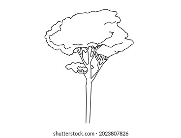 Vector design of aged or long-lived tree sketch