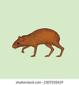 Vector design of agouti in line art style flat art