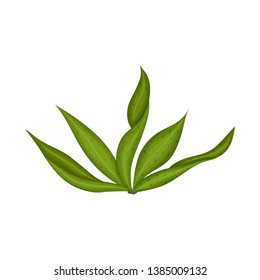 Vector design of algae and healthy logo. Collection of algae and aquarium stock vector illustration.