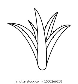 Vector design of aloe and cactus icon. Graphic of aloe and green stock vector illustration.