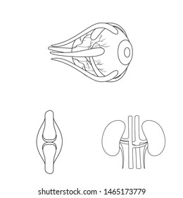 Vector design of anatomy and organ icon. Set of anatomy and medical stock symbol for web.