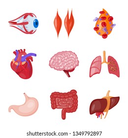 Vector design of anatomy and organ symbol. Collection of anatomy and medical stock symbol for web.