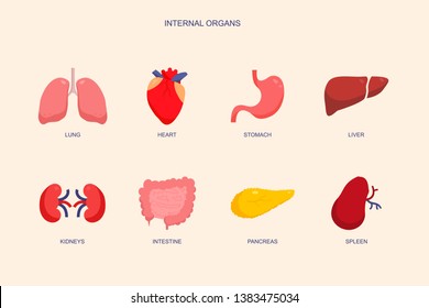 Vector design anatomy and organs. Set of body and medical stock symbol for web. Uterus, intestine, bladder, liver, kidney, heart, stomach, lung.