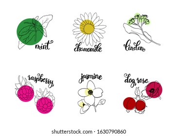 Vector design of aroma tea ingredients  on white background. Recipe of cooking. Set of doodle elements, art line sketch, graphic style. Concept of leaf, flower, mint. Herbal fresh drink. Organic 