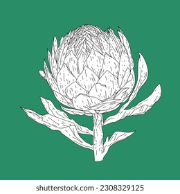 Vector design of artichoke in line art style flat art