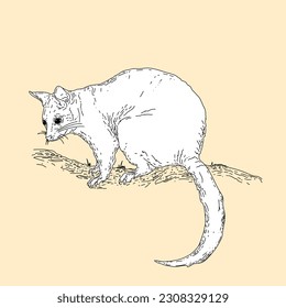 Vector design of australian possum in line art style flat art