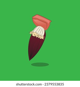 vector design of banana flowers ready to become fruit