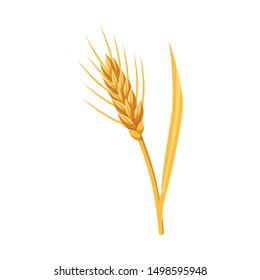 Vector design of barley and sheaf symbol. Set of barley and crop vector icon for stock.