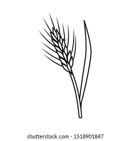 Vector design of barley and sheaf symbol. Graphic of barley and crop vector icon for stock.