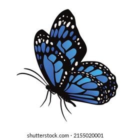 A Vector design of a blue monarch butterfly on a white background