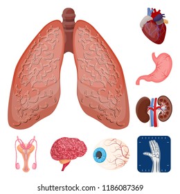 Vector design of body and human icon. Collection of body and medical stock symbol for web.