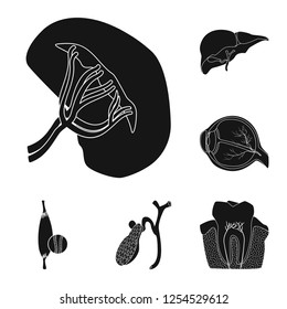 Vector design of body and human icon. Set of body and medical stock symbol for web.
