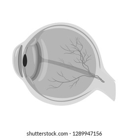 Vector design of body and human icon. Collection of body and medical stock vector illustration.