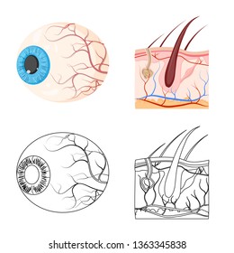 Vector design of body and human icon. Collection of body and medical vector icon for stock.