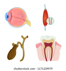 Vector design of body and human sign. Set of body and medical vector icon for stock.