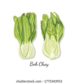 Vector design of bok choy, fresh vegetables