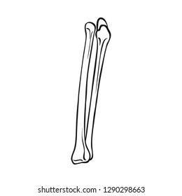 Vector design of bone and skeleton logo. Set of bone and human vector icon for stock.