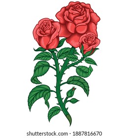 Vector design of a bouquet of roses, with leaves stem and thorns, all on white background