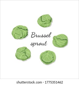 Vector design of Brussel Sprouts, fresh vegetables.