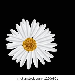 Vector design. Camomile.  Black background. VECTOR (See Jpeg Also In My Portfolio)