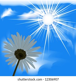 Vector design. Camomile. Sky blue  from the bottom. VECTOR (See Jpeg Also In My Portfolio)