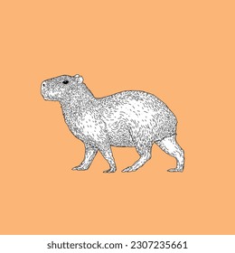 Vector design of capybara in line art style flat art