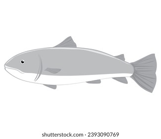 vector design, cartoon illustration of a gray sea fish with several fins and a white lower abdomen