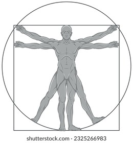 Vector design of cartoon style Vitruvian man, Study of the ideal proportions of the human body, Canon of human proportions