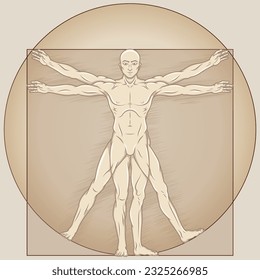 Diseño vectorial del hombre vitruviano al estilo de las caricaturas, estudio de las proporciones ideales del cuerpo humano, Canon de las proporciones humanas