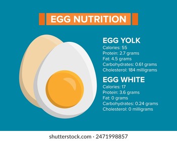Vector design of a chicken egg in the shell and a half egg with yolk. Description of the nutritional value of chicken eggs in a flat vector design