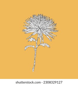 Vector design of chrysanthemum in line art style flat art