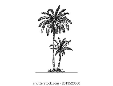 Vector Design Of Coconut Tree And Coconut Sapling Sketch