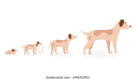 犬 走る イラスト High Res Stock Images Shutterstock