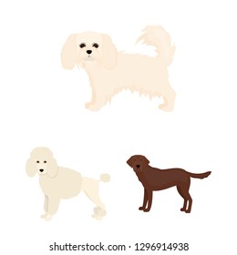 Vector design of  cute  and  sign. Set of  cute  and  stock vector illustration.