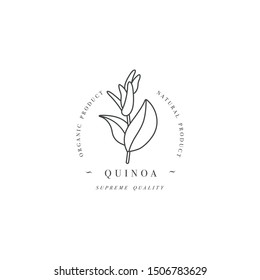 Vector design element and icon in linear style - quinoa - healthy eco food. Organic ingredient. Logo sign