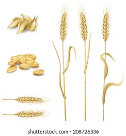 Vector design elements set. Collection of wheat and rye ears and corns. 