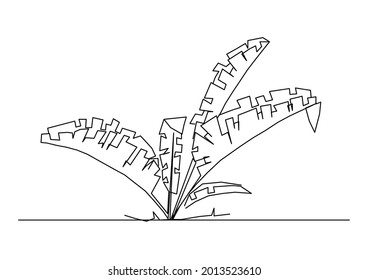 Vector design of fan banana tree plant sketch