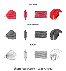 Vector design of fiber and muscular icon. Collection of fiber and body  stock vector illustration.