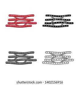 Vector design of fiber and muscular icon. Set of fiber and body  stock symbol for web.