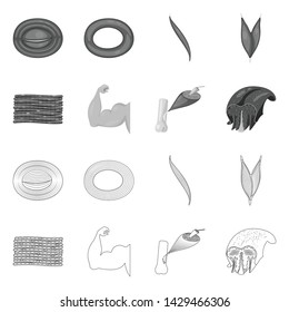 Vector design of fiber and muscular icon. Set of fiber and body stock symbol for web.