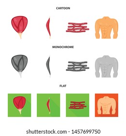 Vector design of fiber and muscular icon. Set of fiber and body vector icon for stock.