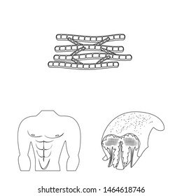 Vector design of fiber and muscular icon. Set of fiber and body stock vector illustration.