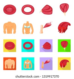 Vector design of fiber and muscular logo. Collection of fiber and body  stock symbol for web.
