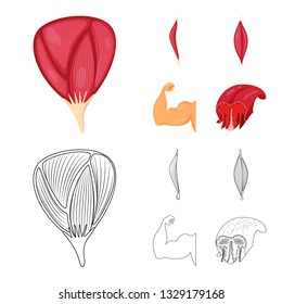 Vector design of fiber and muscular logo. Set of fiber and body  stock vector illustration.