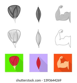 Vector design of fiber and muscular logo. Collection of fiber and body  vector icon for stock.
