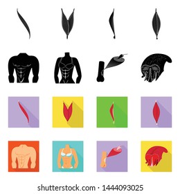 Vector design of fiber and muscular logo. Collection of fiber and body vector icon for stock.