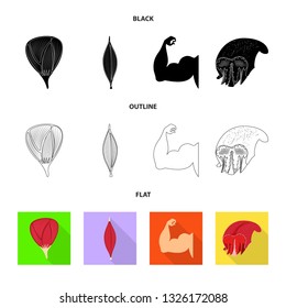 Vector design of fiber and muscular sign. Collection of fiber and body  stock vector illustration.