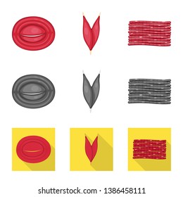 Vector design of fiber and muscular sign. Set of fiber and body  stock vector illustration.