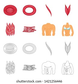 Vector design of fiber and muscular sign. Set of fiber and body  vector icon for stock.