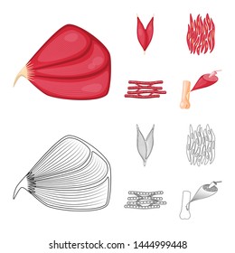 Vector design of fiber and muscular sign. Set of fiber and body stock vector illustration.